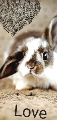 This adorable phone live wallpaper showcases a fluffy rabbit resting in the dirt with a charming and romantic vibe