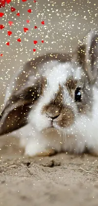 Rabbit Organism Hare Live Wallpaper