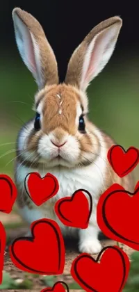 Rabbit Organism Rabbits And Hares Live Wallpaper