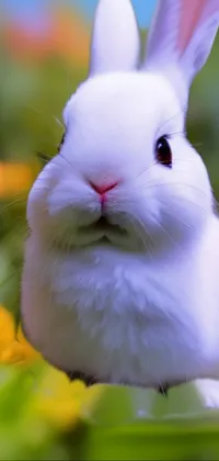 This phone live wallpaper showcases a serene scene of vibrant green fields and a cute white rabbit sitting atop it