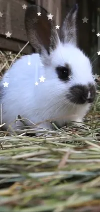 Rabbit Plant Ear Live Wallpaper