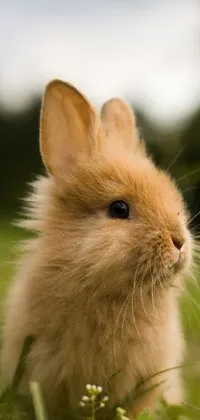 Rabbit Plant Ear Live Wallpaper