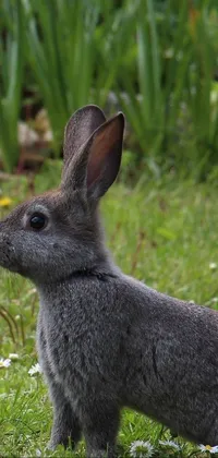 Rabbit Plant Rabbits And Hares Live Wallpaper