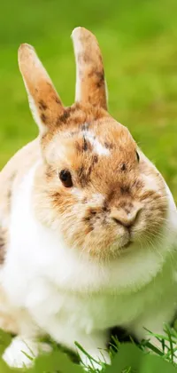 Rabbit Plant Rabbits And Hares Live Wallpaper