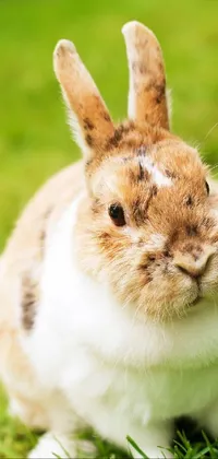 Rabbit Plant Rabbits And Hares Live Wallpaper