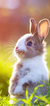 Rabbit Plant Whiskers Live Wallpaper