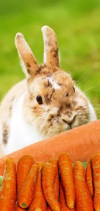 Transform your mobile screen with this adorable and realistic live wallpaper featuring a lovely rabbit resting beside a pile of tasty carrots
