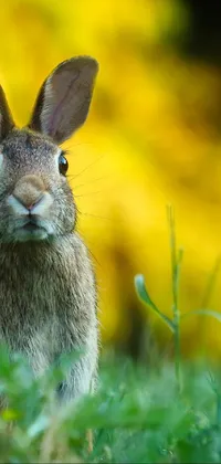 This stunning phone live wallpaper showcases a captivating image of a rabbit sitting in lush green grass