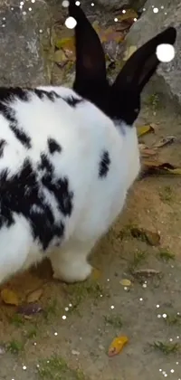 Rabbit Rabbits And Hares Domestic Rabbit Live Wallpaper