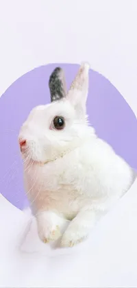 This cute phone live wallpaper features a white rabbit popping its head out of a hole in a pastel-colored studio portrait