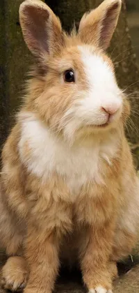 This phone live wallpaper features a realistic footage of a charming brown and white rabbit with fluffy fur sitting on the green grass with dirt background