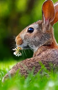 Rabbit Rabbits And Hares Plant Live Wallpaper
