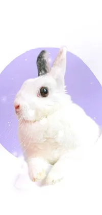 Rabbit Toy Rabbits And Hares Live Wallpaper