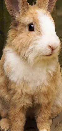 Rabbit Whiskers Ear Live Wallpaper