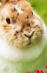 Rabbit Whiskers Fawn Live Wallpaper