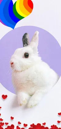Rabbit White Vertebrate Live Wallpaper