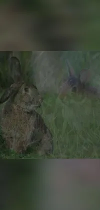 This phone live wallpaper features a serene scene of two rabbits perched atop a lush green field