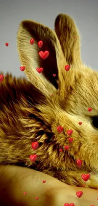 cute bunny 🐰 Live Wallpaper