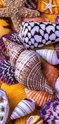 Sea shells live wallpaper for your phone featuring a colorful and vibrant mosaic of shells piled up on a table