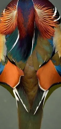 Get captivated by the vibrant colors of our live wallpaper featuring a beautiful bird sitting on calm waters