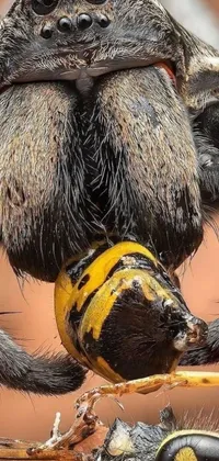 Looking for a unique live wallpaper for your phone? Check out our black and yellow spider eating a wasp design! This close-up image is the perfect addition for anyone who loves insects