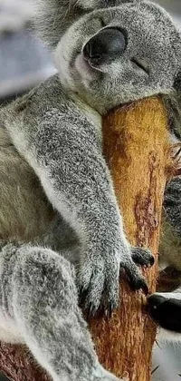 Enjoy the soothing view of a sleeping koala on a branch with this realistic phone live wallpaper