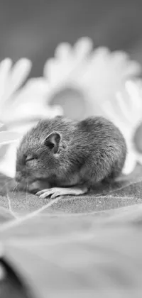 Rat Rodent Black-and-white Live Wallpaper