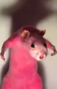Rat Rodent Fawn Live Wallpaper
