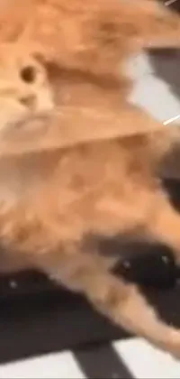 Recipe Felidae Fawn Live Wallpaper