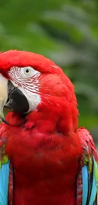 Enhance your phone background with this stunning live wallpaper! It showcases a beautiful portrait of a red parrot perched atop a tree branch, featuring vivid shades of green, blue, and red