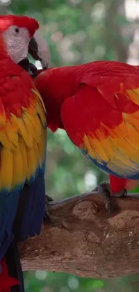 Make your phone screen come alive with this colorful live wallpaper featuring playful birds perched on a tropical tree branch! With its vibrant, full-color video still and lush, red foliage background, it's the perfect way to add a splash of fun and energy to your device's home screen