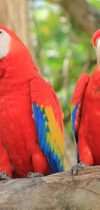 Decorate your phone with this stunning live wallpaper featuring two bright red parrots perched on a branch in a lush Amazonian forest