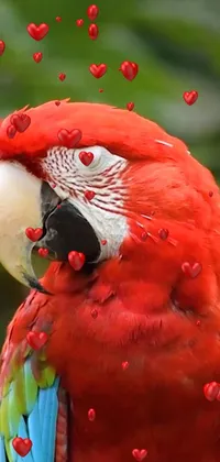Red Bird Organism Live Wallpaper