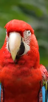 The phone live wallpaper features a red parrot perched on a tree branch, capturing its beautiful feathers and charming personality in a frontal close-up