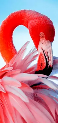 This live phone wallpaper showcases a stunning close-up shot of a flamingo's head, set against a blue background