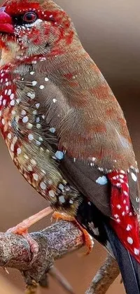 Red Bird Terrestrial Animal Live Wallpaper