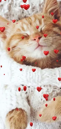 Red Carnivore Cat Live Wallpaper