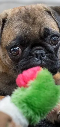 This lively phone wallpaper displays a small yet delightful bumblebee pug playing with its toy