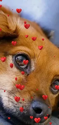 Red Carnivore Dog Live Wallpaper