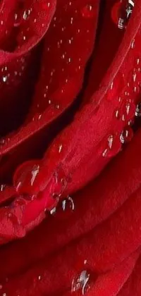 Red Closeup Droplet Live Wallpaper