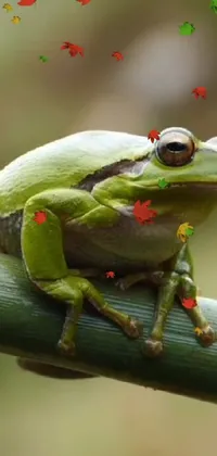 Red-eyed Tree Frog Agalychnis Frog Live Wallpaper