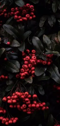 This phone live wallpaper showcases an attractive bush full of red berries and green leaves