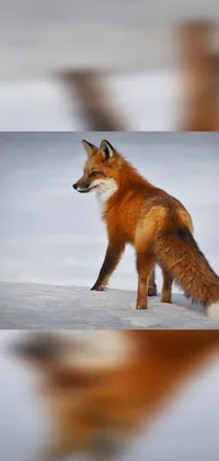 Red Fox Carnivore Fawn Live Wallpaper