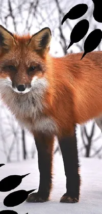 Red Fox Carnivore Organism Live Wallpaper - free download
