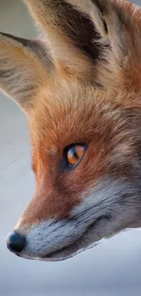 Red Fox Dog Breed Carnivore Live Wallpaper