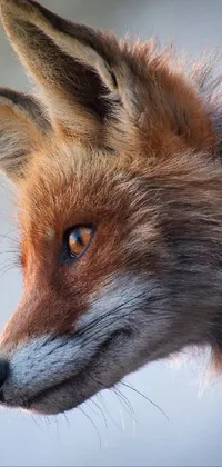 This live phone wallpaper showcases a stunning, hyper-detailed portrait of a majestic fox in profile pose