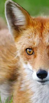 only a little more foxes in Ireland Live Wallpaper