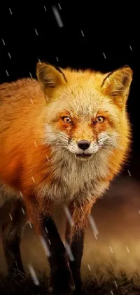 fox fur wallpaper