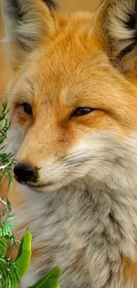 Red Fox Fox Dog Breed Live Wallpaper