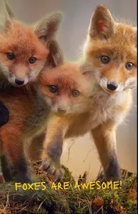 Red Fox Fox Nature Live Wallpaper